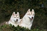 SIBERIAN HUSKY 836